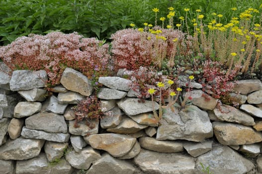 Stonecrop
