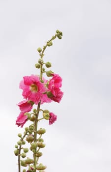 Hollyhock