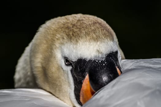 A swan resting looks around. Close-up of a swan just before he sleeps.