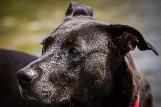 Black mixed-breed with Labrador roots,looks out of the picture