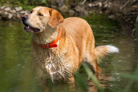 A Labrador male with a little overweight stands in the water and cools down.