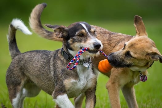Two dogs play together with a toy in a green meadow.