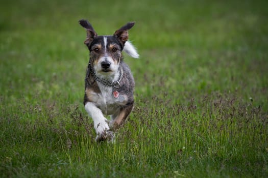 Dachshund,Terrier Mix runs through a meadow in light rain and looks closely into the camera.