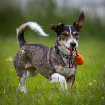 A little dachshund,Terrier Mix romps around in a meadow with a toy in his mouth.
