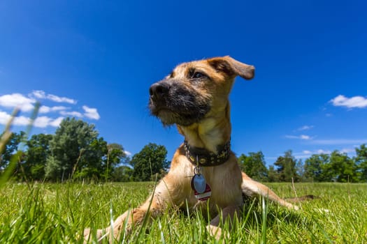 Young mixed-breed lies in a green meadow and looks slightly to the side,in the background a deep blue sky.
