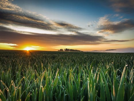 A sunrise early in the morning in spring,the young grain is wetted with dew and between the clouds the sun slowly pushes through.