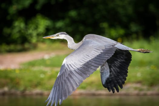 A heron flies over the water,well visible its typically outstretched legs.
