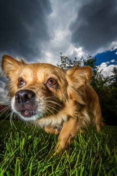 Small brown mixed-breed dog with a wide angle from the front recorded,the dog looks up as if the threatening clouds above him could become dangerous to him.