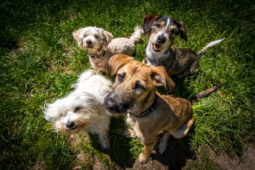 4 dogs sit on a spot and look up at the photographer who holds something fine for reward in his hands,Weiwinkel shot.