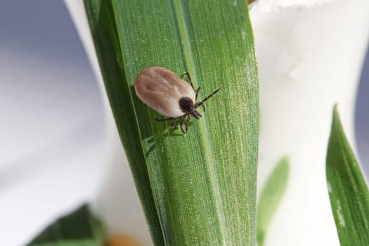 The Common Wooden Bock (Tick)