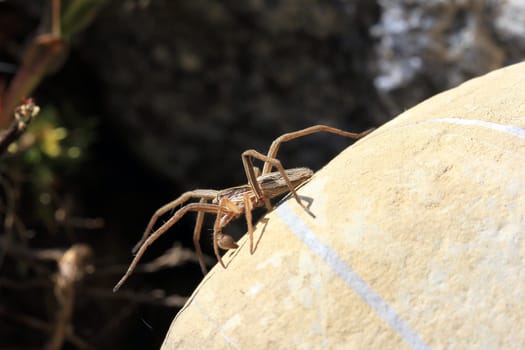 Male wolf spider on the hunt