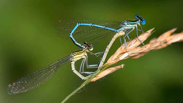 Feather dragonfly on the mating wheel