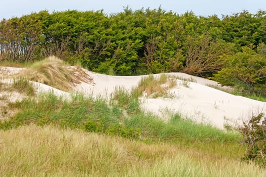 Dune behind the baltic sea, forest in the background