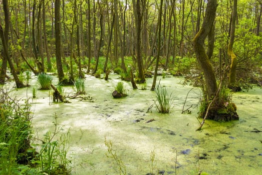 Darss forest near Prerow, Germany, Fischland-Darss-Zingst