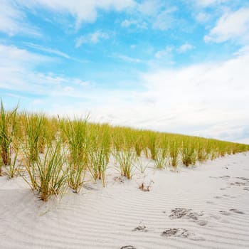 Dune with marram grass and traces in the sand