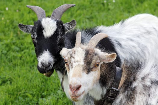 Friendship among goats