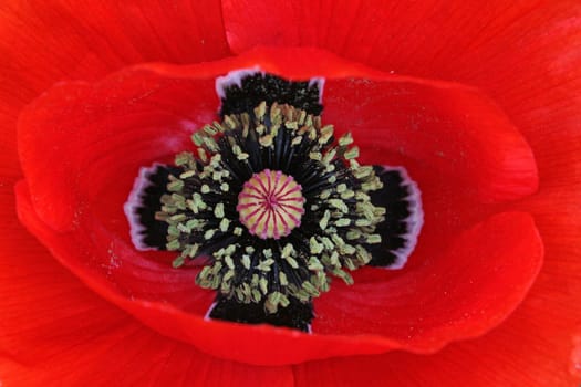 Red gossip poppy