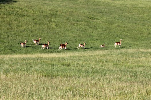 Dam deer with kittens
