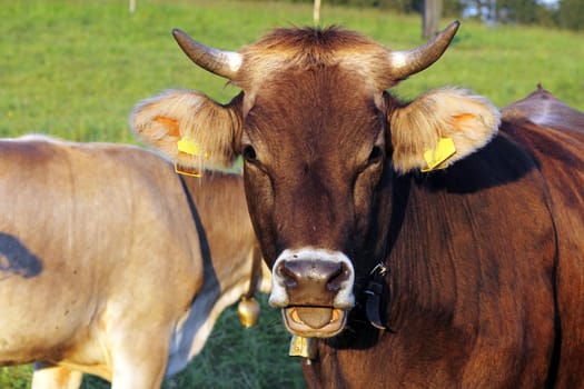 A pretty brown cattle