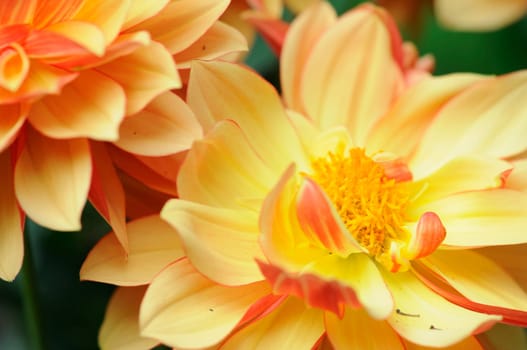 Dahlia