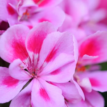geraniums