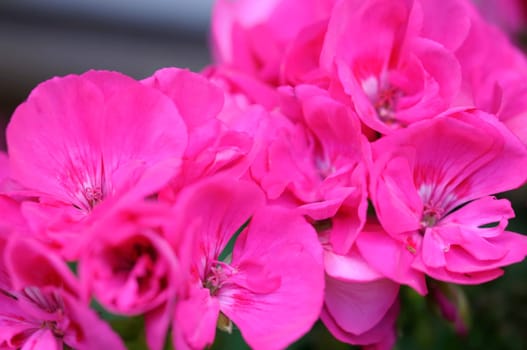 geraniums