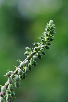 Lupine