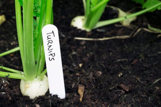 Quick growing miniature turnips in the garden with a lable and copy space.
