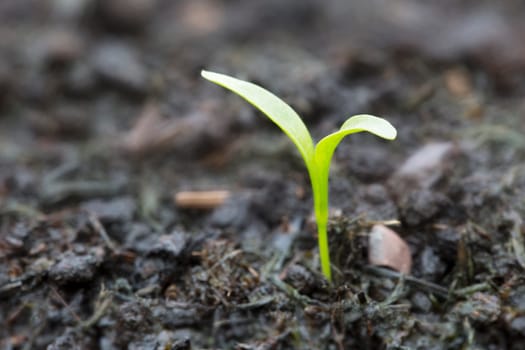 Single sprouting herb in soil.
