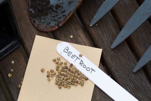 Beetroot seeds ready to plant with hand written label.