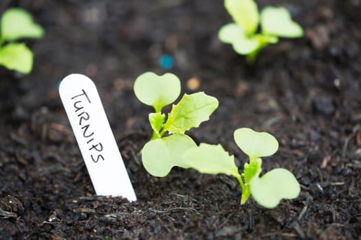 Turnip sprouts in the garden with label.