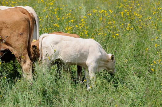 Calf
