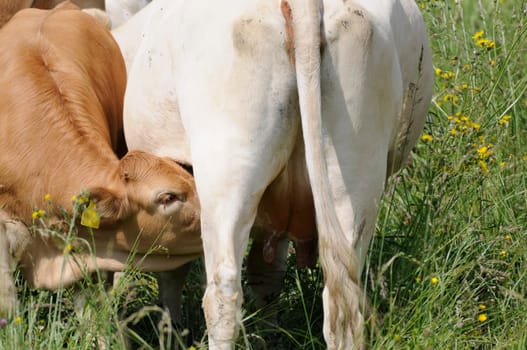 Calf