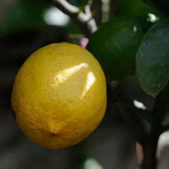 lemon