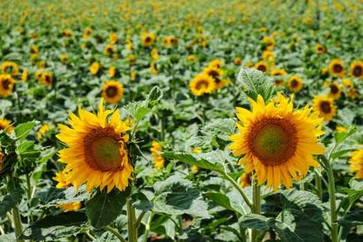 Sunflower,agricultural field in summer with crop