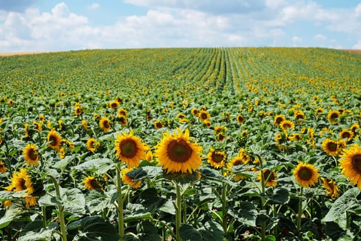 Sunflower,agricultural field in summer with crop
