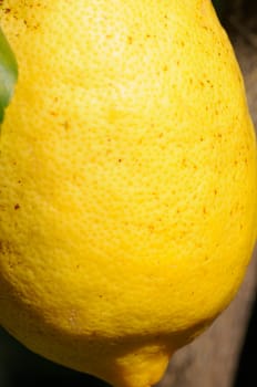 lemon