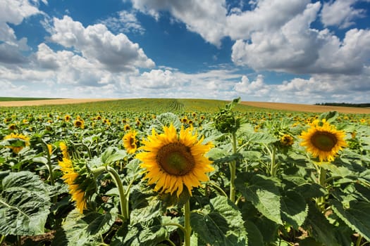 Sunflower,agricultural field in summer with crop