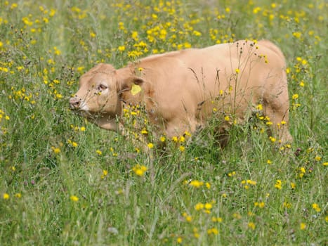 Calf