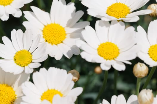 margarites