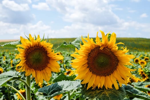Sunflower,agricultural field in summer with crop