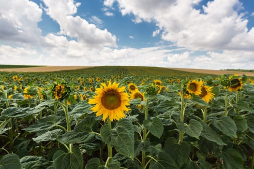 Sunflower,agricultural field in summer with crop