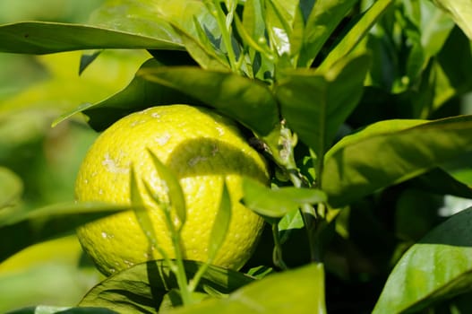 lemon