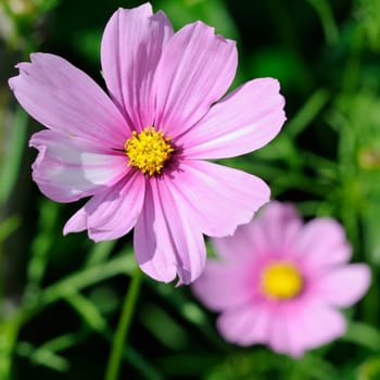summeraster