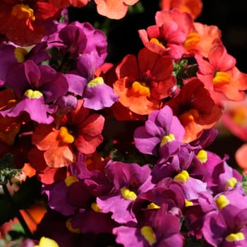 summer flowers