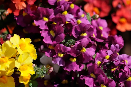 summer flowers