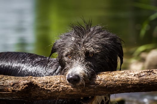 Mixed breed dog when apportioning a very large stick.