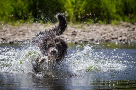 A Border Collie ,Bearded Collie Mix rages durs water that it just splashes.