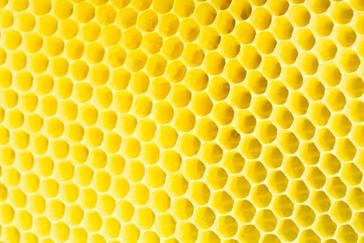 Honeycomb - close up ON texture