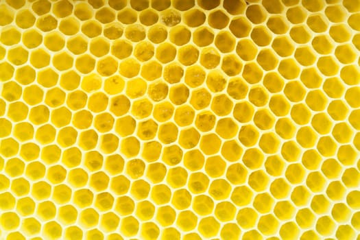 Honeycomb - close up ON texture